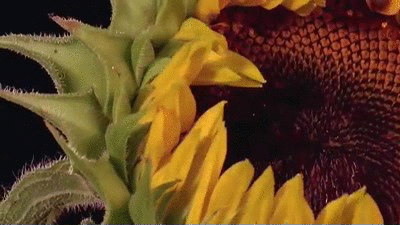 Reassuring Truths (16 gifs) Reassuring Truths (16 gifs)