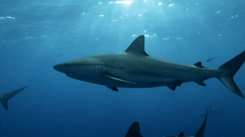 Reassuring Truths (16 gifs) Reassuring Truths (16 gifs)