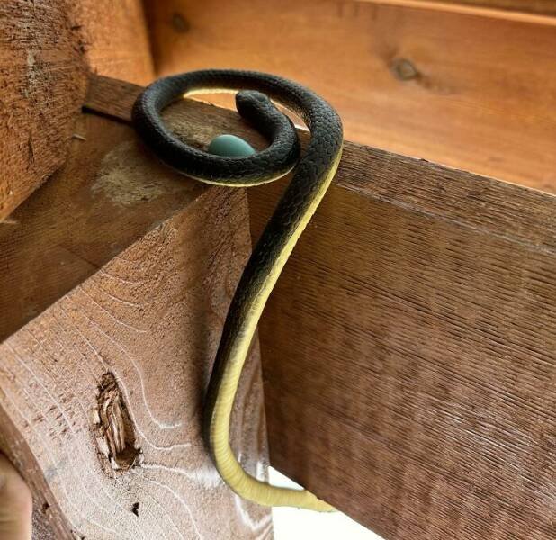 Interesting Finds (25 pics)