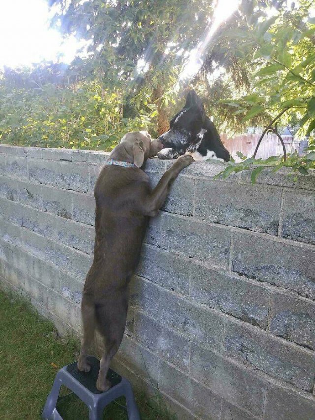 Cool Neighbors (24 pics)