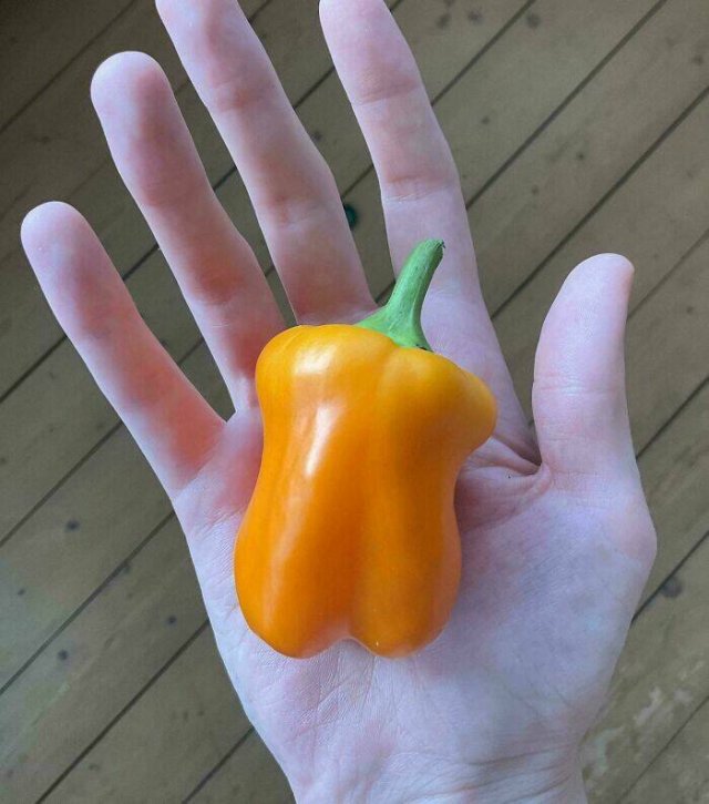 Failed But Cute Harvest (25 pics)