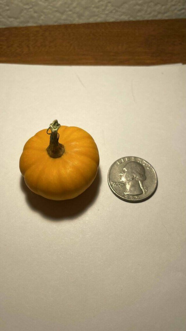 Failed But Cute Harvest (25 pics)