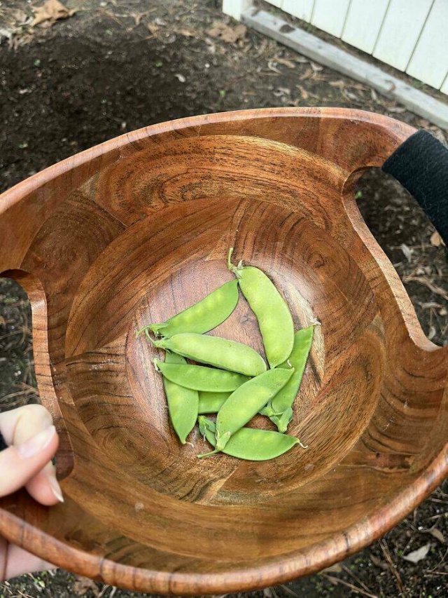 Failed But Cute Harvest (25 pics)