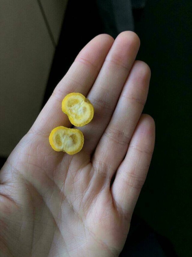 Failed But Cute Harvest (25 pics)