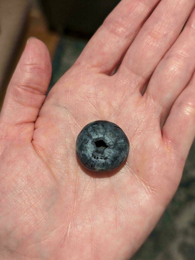 Failed But Cute Harvest (25 pics)