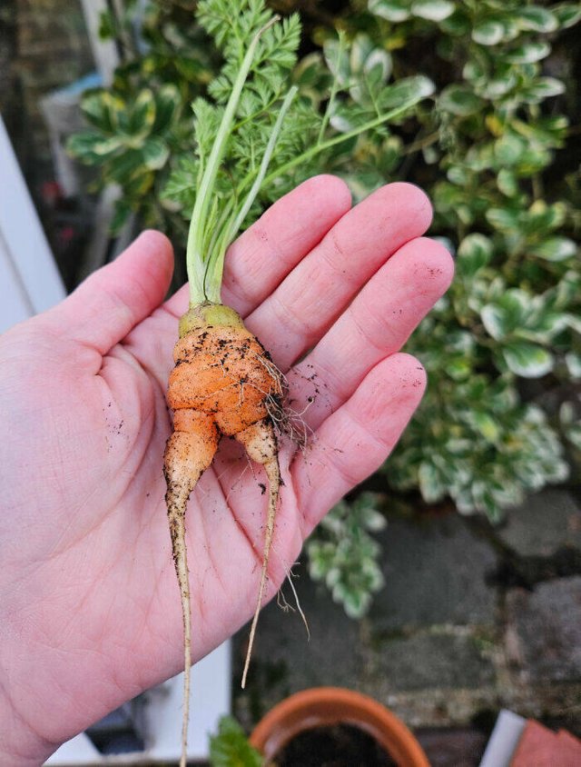 Failed But Cute Harvest (25 pics)