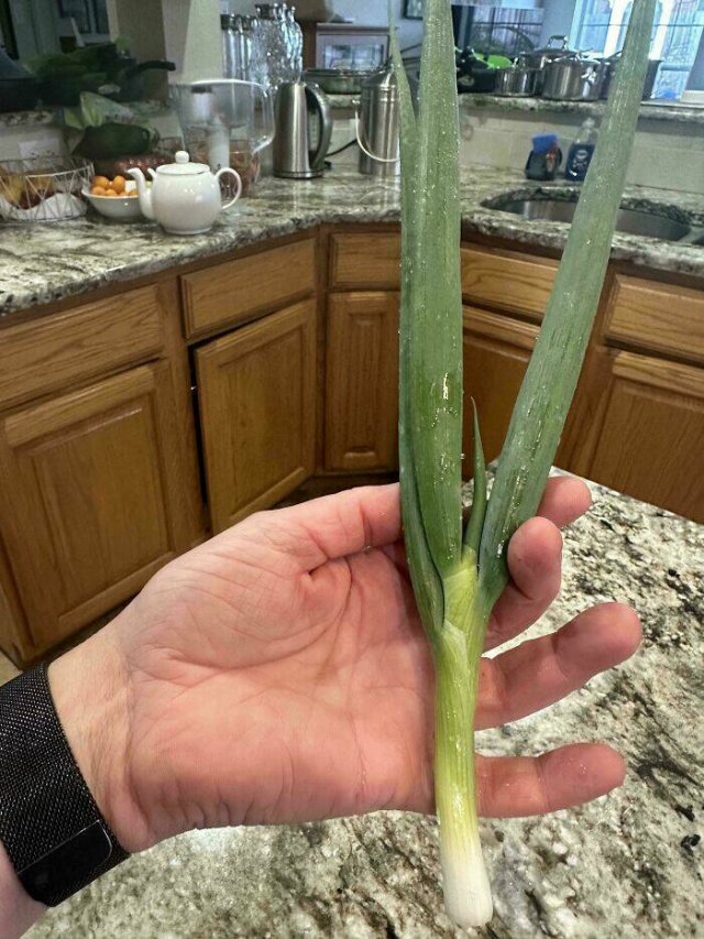 Failed But Cute Harvest (25 pics)