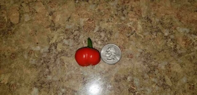 Failed But Cute Harvest (25 pics)