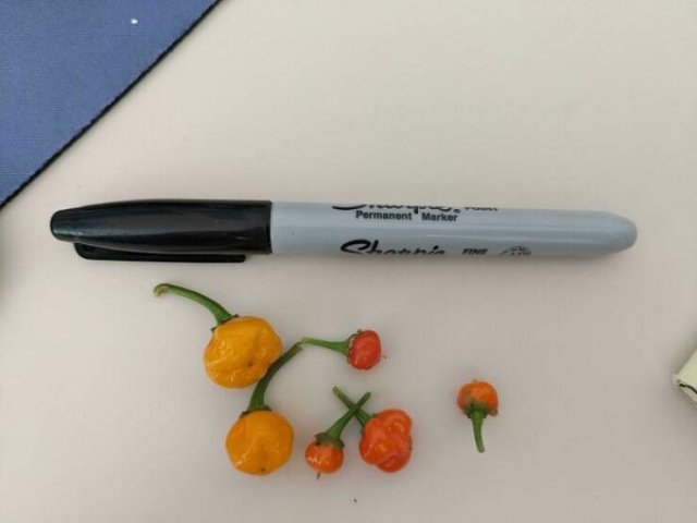 Failed But Cute Harvest (25 pics)