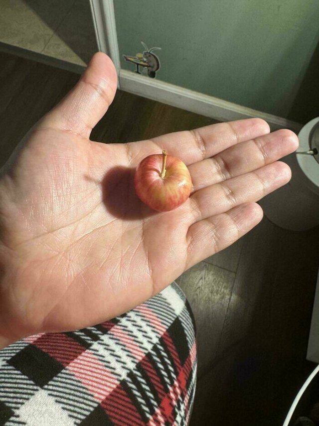Failed But Cute Harvest (25 pics)