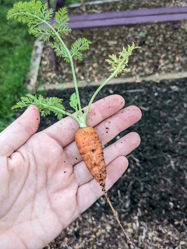 Failed But Cute Harvest (25 pics)