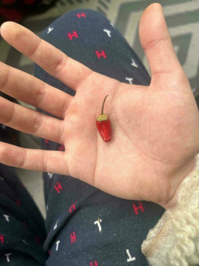 Failed But Cute Harvest (25 pics)
