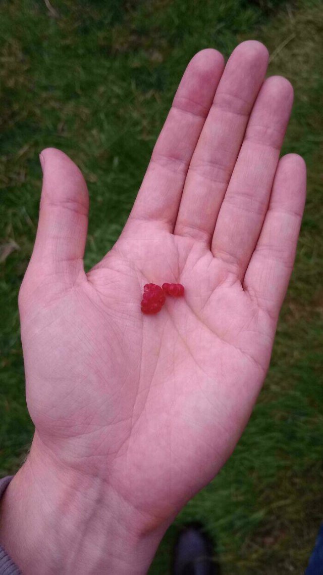 Failed But Cute Harvest (25 pics)
