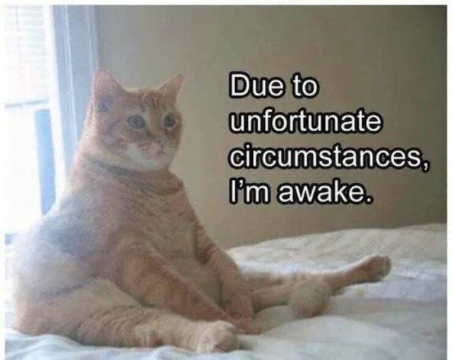 Memes For Animal Lovers (25 pics)