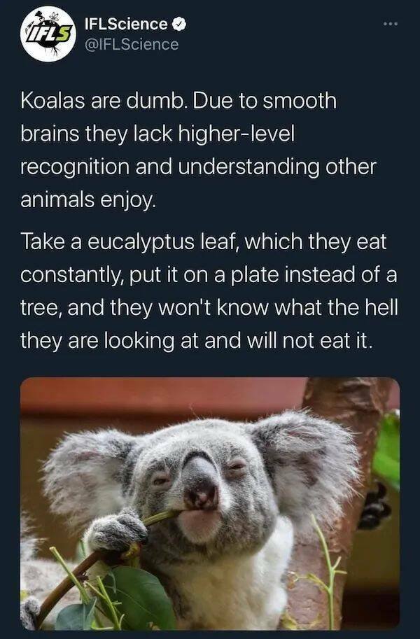 Memes For Animal Lovers (25 pics)
