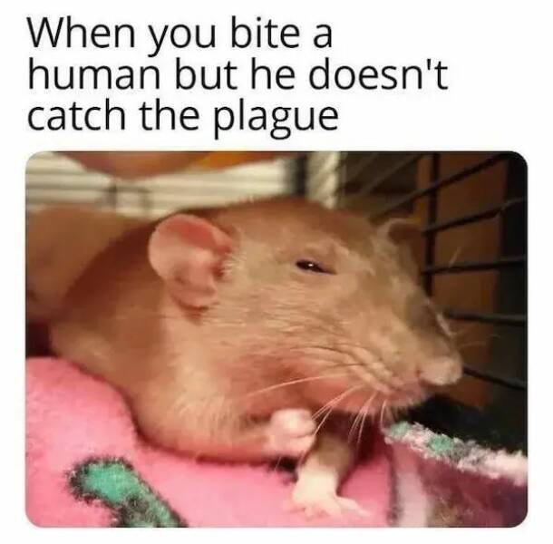 Memes For Animal Lovers (25 pics)
