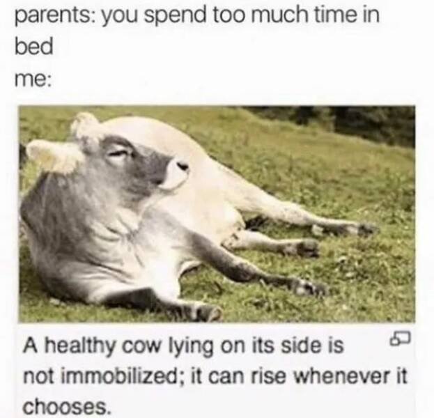 Memes For Animal Lovers (25 pics)