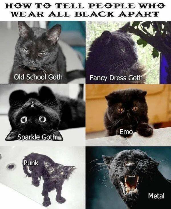 Memes For Animal Lovers (25 pics)