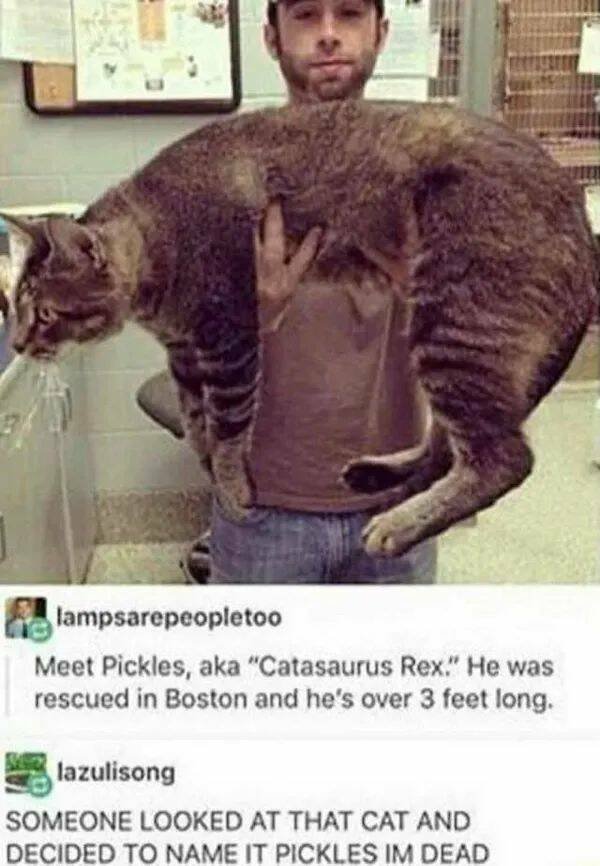 Memes For Animal Lovers (25 pics)