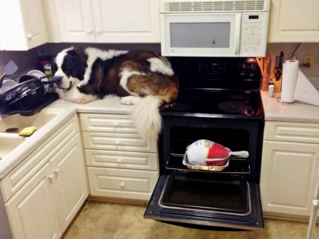 Thanksgiving Fails (24 pics)