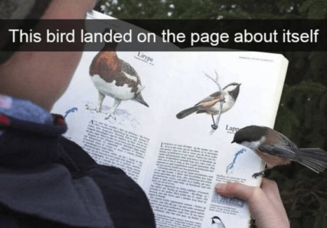 Heartwarming Jokes (28 pics)