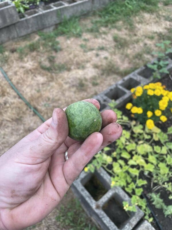 Very Small Finds (15 pics)
