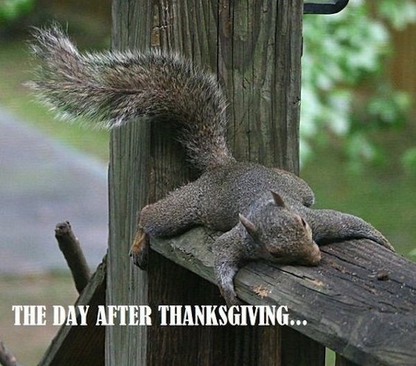 Thanksgiving Memes (30 pics)