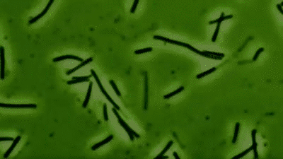 Creepy Facts (14 gifs) Creepy Facts (14 gifs)