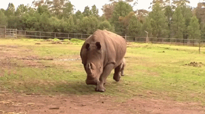 Random Facts (15 gifs) Random Facts (15 gifs)