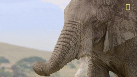 Random Facts (15 gifs) Random Facts (15 gifs)