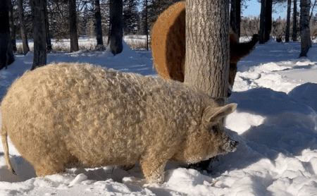 Random Facts (15 gifs) Random Facts (15 gifs)