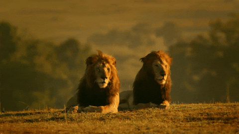 Random Facts (15 gifs) Random Facts (15 gifs)