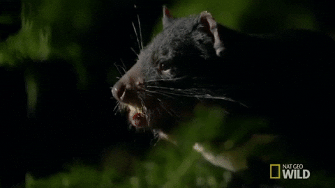 Random Facts (15 gifs) Random Facts (15 gifs)