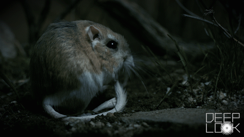 Random Facts (15 gifs) Random Facts (15 gifs)