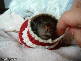 Random Facts (15 gifs) Random Facts (15 gifs)