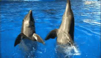 Random Facts (15 gifs) Random Facts (15 gifs)