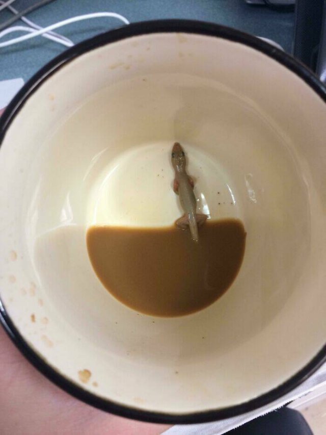 Strange Finds In Food (25 pics)