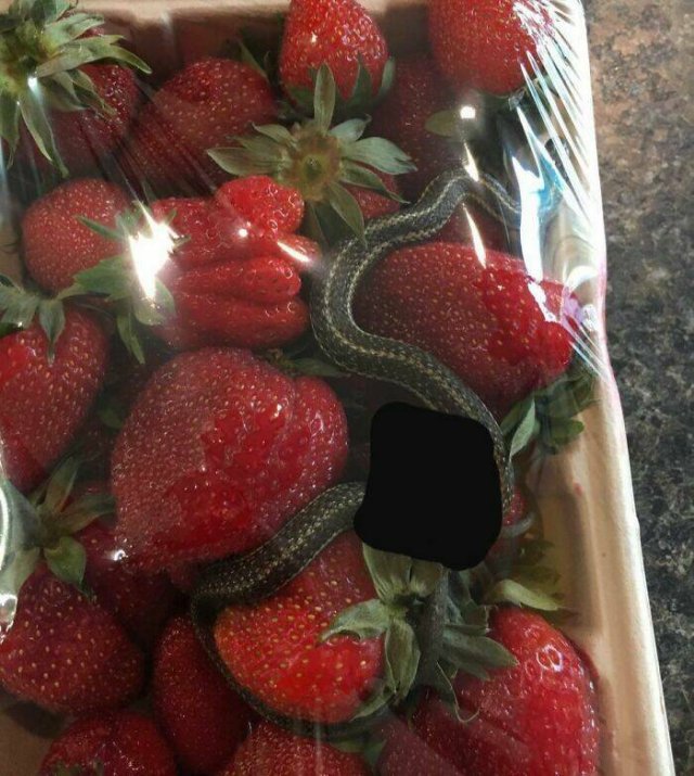 Strange Finds In Food (25 pics)