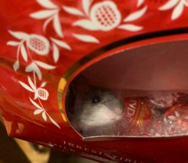 Strange Finds In Food (25 pics)
