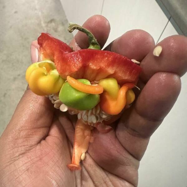 Strange Finds In Food (25 pics)