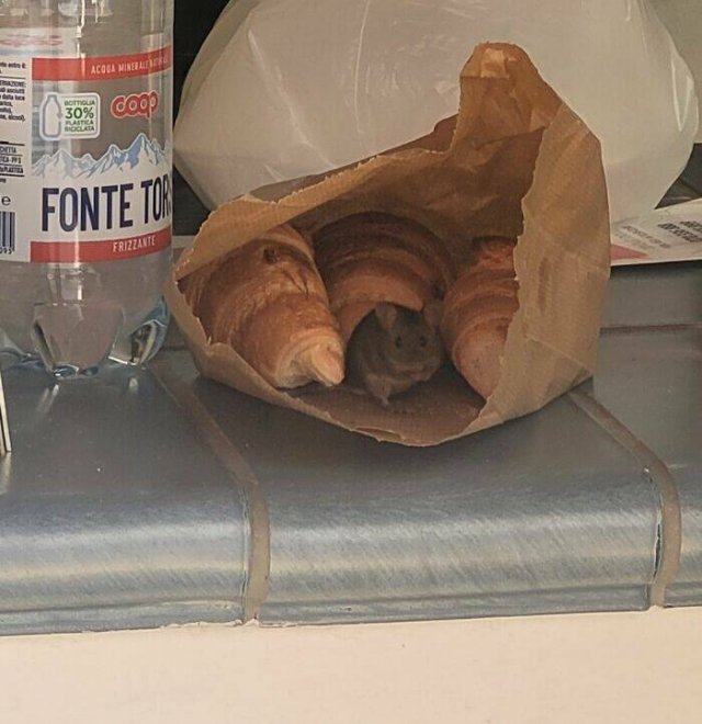 Strange Finds In Food (25 pics)