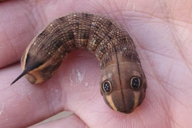 Interesting And Unusual Finds (20 pics)