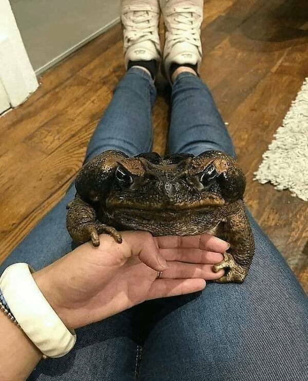 Giant Things (18 pics)