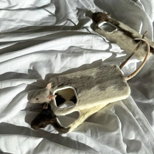 What Is Going On Here? (29 pics)