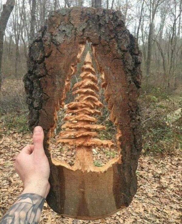 Interesting Finds (17 pics)