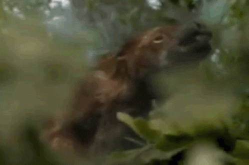Surprising Facts (15 gifs) Surprising Facts (15 gifs)