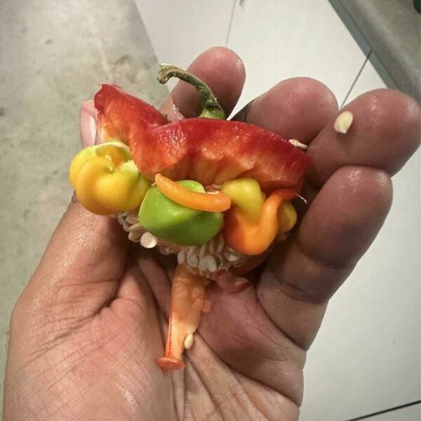 Unusual And Interesting Things (21 pics)