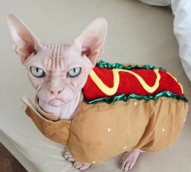 What Is Going On Here? (21 pics)