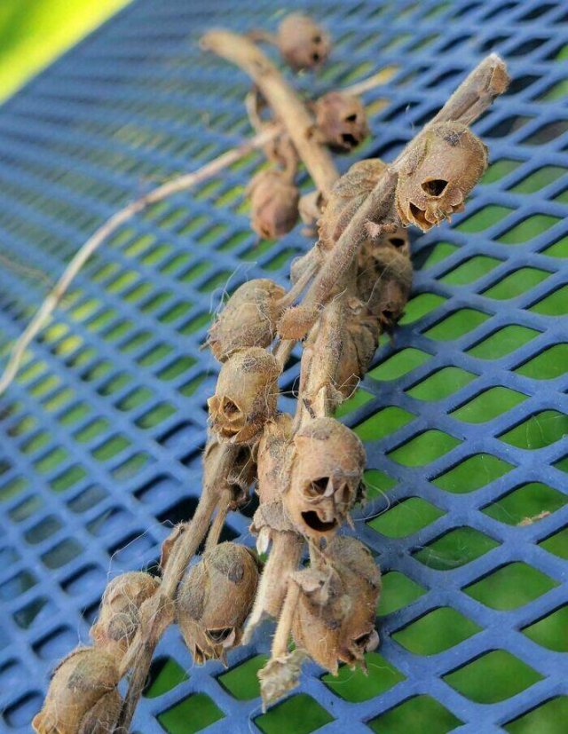 Creepy Finds (20 pics)