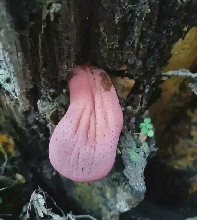 Creepy Finds (20 pics)